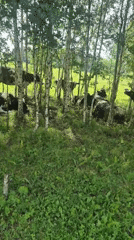 Cows resting in birch-lined meadows on a cloudy Russian morning