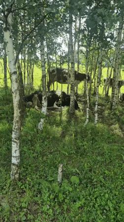 Cows resting in birch-lined meadows on a cloudy Russian morning