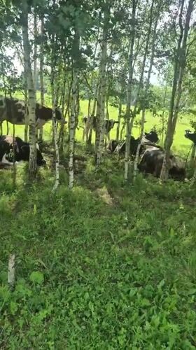 Cows resting in birch-lined meadows on a cloudy Russian morning