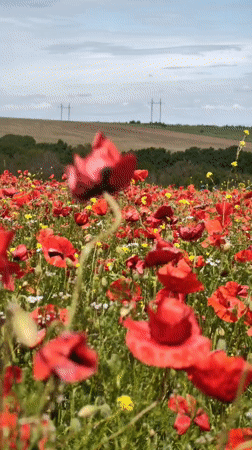 Woman poses in Ukrainian poppy field on summer morning