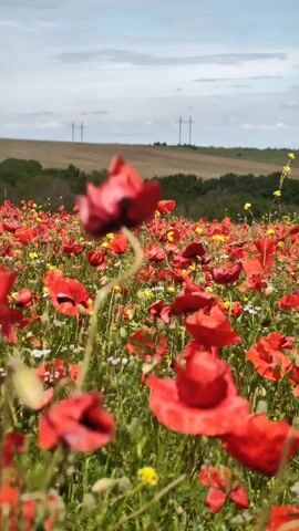 The video shows a field of red poppies mixed with other yellow and white flowers. In the background, there are green hills and trees under a partly cloudy sky. Power lines are visible in the distance. The camera is focused on the poppies in the foreground, creating a shallow depth of field.