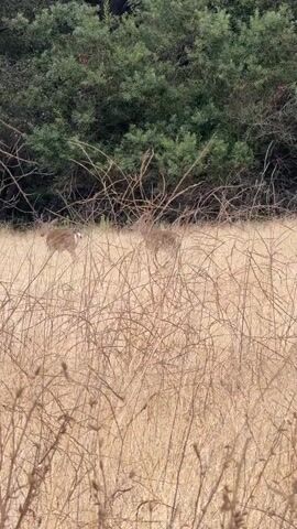 The video shows two deer in a field of dry, brown grass. The deer are brown with white spots. The deer are in the middle of the frame, and the field extends to the bottom of the frame. The background of the video is a dense green forest. The deer are facing away from the camera, and the video is filmed from a distance. The video is shaky, and there is no audio.
