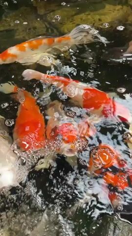 A school of koi fish swim in murky water, their orange, white, and black scales visible. Bubbles rise to the surface, obscuring some of the fish. The camera is positioned above the water, looking down at the fish as they move.