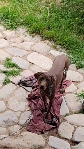A medium shot presents a chained dog on a stone-paved ground with patches of grass. The dog, predominantly brown with white markings, stands on a maroon-colored piece of fabric. A metal chain attaches to the dog's collar. The paving is irregular, consisting of natural-colored stones of various shapes. The background features bright green grass. A metal bowl rests at the edge of the paving in the lower right corner of the shot. No people are visible in the video. The dog looks around.
