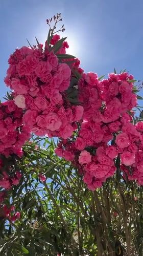 Morning stroll through blooming Syracuse streets