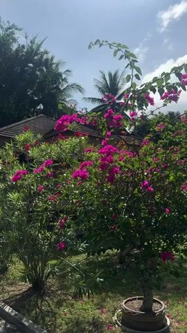The video pans across a garden area with lush green grass. In the foreground, there is a bush with vibrant pink flowers, and a smaller shrub to its left. Behind these bushes, a building with a terracotta-tiled roof is visible. Further back, several palm trees are scattered across the landscape, with a darker green forest or dense foliage behind them. A dark-colored car is parked to the right of the frame, next to a paved pathway. The sky is partly cloudy with bright sunlight. Fallen pink petals are scattered on the grass around the flowering bush.
