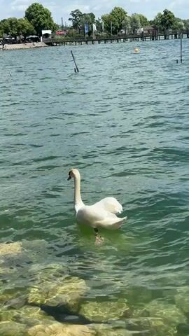A white swan swims in clear, greenish water near the shore. Rocks are visible at the bottom of the water. In the background, there is a wooden pier extending into the water with trees and buildings lining the shore. The sky is partly cloudy.