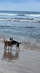Dogs play on beach while surfer rides waves in Kathaluwa