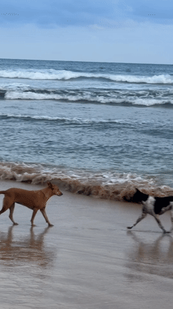 Dogs play on beach while surfer rides waves in Kathaluwa