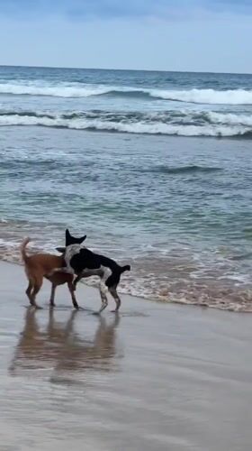 Dogs play on beach while surfer rides waves in Kathaluwa
