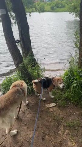Two dogs, a large tan and white dog on a leash and a smaller tri-colored beagle on a leash, stand near a body of water. The beagle sniffs the ground near some greenery, while the larger dog looks towards the water. Trees are visible on the right and left sides of the frame, with foliage and a distant bridge in the background. The ground is covered in dirt and dry leaves. The water appears to be a lake or river with ripples on the surface.