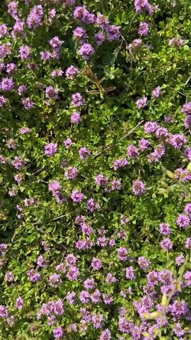 This media file, filmed at Motički Gaj, Montenegro, depicts a scenic mountain landscape on a sunny day. The footage begins with a close-up of blooming wild thyme, showcasing its delicate purple flowers and green foliage.

The perspective then shifts to a wider view, revealing a rustic stone path winding through a meadow. The path is bordered by the same wild thyme and other grasses, with glimpses of rough terrain and rocks. As the camera moves along the path, it ascends towards a building constructed of stone, featuring wooden railings and windows.

Further up the path, the scene opens up to a vast, grassy expanse dotted with wildflowers. In the distance, majestic mountains rise, their peaks partially covered in snow, suggesting a high-altitude location. A ski lift cable runs across the mountain slopes, indicating that this area might be used for winter sports. The presence of a simple wooden fence and an open wooden structure in the field adds to the rural charm of the setting. The sky is bright and partly cloudy, indicative of fair weather. The overall impression is one of natural beauty and tranquility. There is no visible text in the media file.