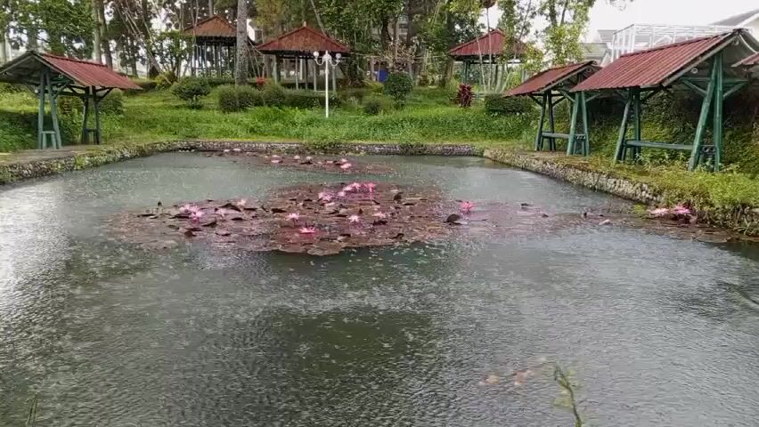 The scene is a still shot of a pond with pink water lilies in full bloom, clustered together in the center. The water is rippled, indicating rainfall. Around the pond, there are four green wooden shelters with red roofs, two on each side. The pond is bordered by stones. Behind the pond, there is a grassy area and some trees, as well as a white building in the background. The lighting suggests an overcast day.