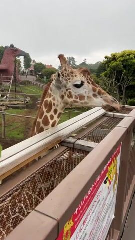 A person's hand holds out a piece of green food, possibly lettuce, towards a giraffe. The giraffe's head and neck are visible as it leans over a wooden barrier, looking at the food. The giraffe has distinctive brown and cream spots. In the background, there is a zoo enclosure with fences, some trees, and buildings, including a red, dragon-shaped structure. The sky is overcast. The scene appears to be at a zoo or animal park where visitors can feed giraffes. The video captures the interaction between the person and the giraffe.