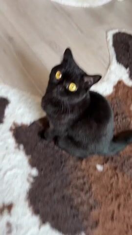 The video shows a black cat with bright yellow eyes sitting on a furry rug. The cat looks up at the camera and then moves closer, causing the image to become blurry. The cat's fur appears to have some lighter markings. The background consists of a wooden floor and the edge of another rug.