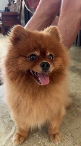 Morning pet life and selfies in Nha Trang apartment