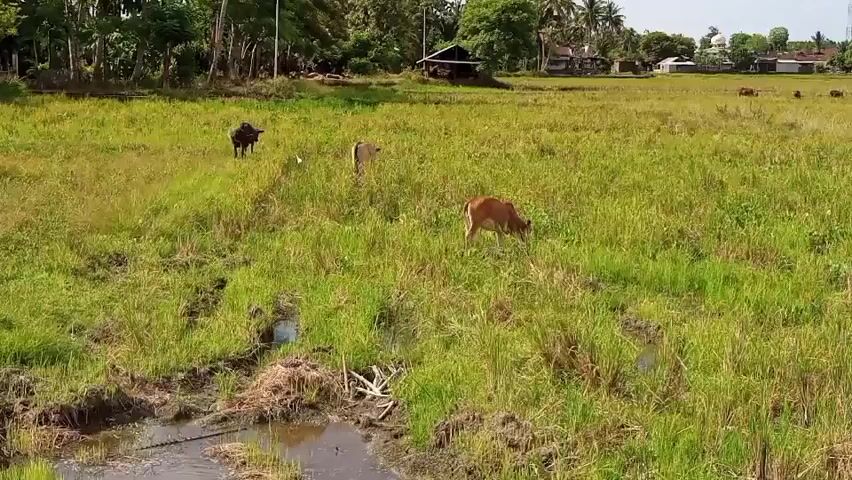 This media file captures a peaceful rural scene in Julicotmesjid, Indonesia. The primary subjects are several cows grazing in a lush, green rice paddy. The field is dotted with small pools of water and patches of dry grass, suggesting it's a working farm. In the background, a few simple structures, possibly homes or sheds, are visible, along with scattered trees and vegetation, hinting at a tropical climate.

The activity is straightforward: the cows are calmly eating, a typical pastoral scene. The lighting suggests it is daytime, likely late morning or early afternoon, given the brightness and the shadows. The weather appears to be fair, with clear skies visible in the distance. There are no people visible in the frame, reinforcing the tranquil, natural atmosphere.

Notable details include the different colors of the cows – one dark brown, one light brown, and one lighter colored, possibly a calf. The texture of the rice stalks and the waterlogged areas of the paddy are also apparent. The overall impression is one of rural serenity and the gentle pace of agricultural life. There is no visible text within the media file.
