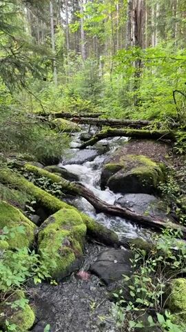 A video shows a small stream flowing through a dense forest. The stream is surrounded by moss-covered rocks and fallen logs, with lush green foliage on either side. The water appears clear and is moving at a moderate pace over the rocks, creating small ripples and splashes. Sunlight filters through the trees, casting dappled shadows on the forest floor. The scene is tranquil and natural, evoking a sense of peace and serenity. There are no people or animals visible in the video.