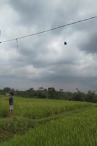 Here is a brief description of the video:

The video shows an outdoor scene featuring a lush, green rice field under a cloudy sky. Three young males are visible. One is seen standing near the edge of the field. Another individual is positioned near a white utility pole, seemingly interacting with it. A third person is on a motorbike on a paved road adjacent to the rice field. Another male then lies down on the paved road.  A fourth male gets on the bike, and together the three males are seen leaving the scene.