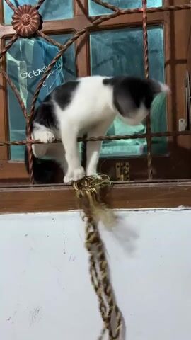 A black and white cat sits on a window sill, looking down at a tassel hanging from a metal grate. The cat bats at the tassel with its paw, then sniffs it. The cat looks up briefly, then continues to bat at the tassel. The cat grabs the tassel with both paws and pulls it.