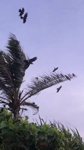 A group of birds are seen in flight and perched on a palm tree. The scene appears to be outdoors, with lush green foliage in the foreground and a cloudy sky in the background. The palm tree's fronds are swaying, suggesting a breezy or windy condition. Several birds are perched on the fronds of the palm tree, while others are in the air, either flying or in the process of landing or taking off. The time of day is not explicitly indicated, but the lighting suggests it could be morning or late afternoon. There is no visible text in the media file. The overall impression is one of nature and wildlife activity in a tropical or subtropical setting.