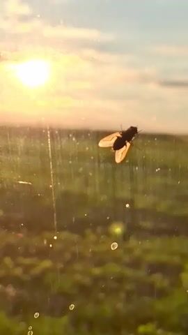 A close-up shot shows a fly on a windowpane, silhouetted against a bright sun and a blurry green and blue background. The fly is positioned in the center of the frame, with its wings spread. The sun is a bright orb in the upper left corner, casting a warm glow. The background appears to be a field of grass or vegetation, with a hazy sky above. There are several water droplets or smudges on the windowpane, creating small distortions in the image.