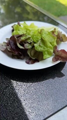 This media file shows a close-up, eye-level shot of a white plate filled with mixed lettuce leaves. The lettuce is a vibrant mix of green and deep red-purple. Some of the leaves appear slightly wilted, suggesting they might be fresh or recently harvested. The plate is positioned on a dark, textured surface that appears wet, with numerous water droplets scattered across it. This suggests the surface might be outdoors, possibly a table, and that it might have recently rained or been washed.

In the blurred background, there's a hint of greenery and what looks like a reflective surface, possibly a window or a car. The lighting suggests it is daytime, with soft, diffused light. There are no people visible in the frame, and the overall mood is calm and natural. The image does not contain any visible text. The location context provided is Krefeld, Germany.