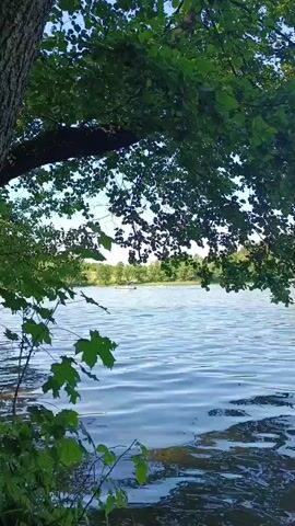 A view of a body of water with ripples from wind. The left side of the frame is dominated by a large tree trunk and branches covered in green leaves, with some leaves hanging down over the water. In the background, across the water, is a tree line with some buildings visible. The sky is visible above the trees in the distance, with sunlight filtering through the leaves.
