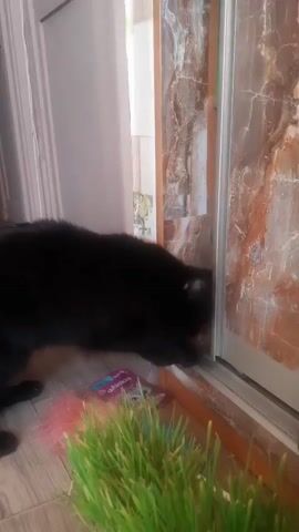 A black cat is sniffing the edge of a sliding glass door. In the foreground is a planter of green grass. The cat's left side is visible, and its head is turned towards the door. The cat's tail is not visible in the frame.