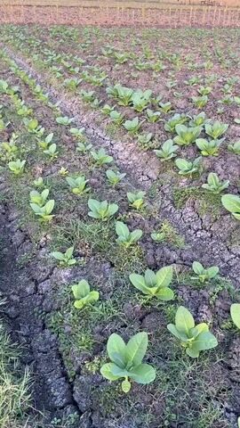 The video shows a field of young tobacco plants. The plants are arranged in neat rows in dark, cracked soil. The lighting suggests it is either early morning or late afternoon, with a soft, warm light illuminating the scene. In the background, a fence or hedge can be seen, and beyond that, some trees or distant structures. The overall impression is of a agricultural landscape.