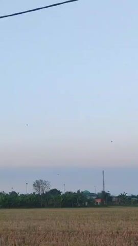 A video shows a wide shot of a rural landscape. A power line stretches diagonally across the top of the frame. Below the power line is a pale blue sky that transitions to a hazy horizon. In the distance, a line of trees forms a natural border. Beyond the trees, a few buildings and a tall communication tower are visible. The foreground is dominated by a field of dry, harvested crops, likely wheat or rice, with stubble remaining. A few small birds are seen flying in the sky. The overall impression is a serene, early morning or late afternoon scene.