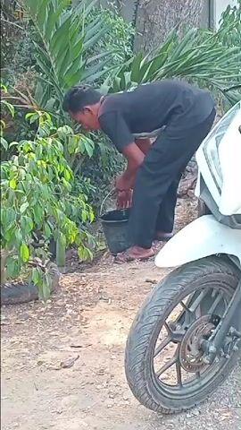 A man wearing a black t-shirt and black pants is bending over and tending to a small tree. He is holding a black bucket in his left hand and appears to be pruning or watering the plant with his right hand. The tree is in a black tire planter on the ground. The ground is dirt and gravel. To the right of the man, the front of a white motorcycle is visible. Lush green foliage and trees are in the background. The lighting suggests it is daytime.