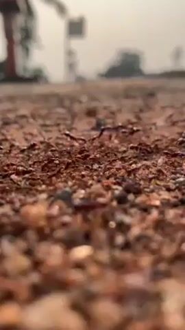 The video shows a close-up, ground-level view of a swarm of ants moving across a reddish-brown, pebbly surface.  The ants are small and dark.  In the blurred background, there is a structure with red elements and a building obscured by the bright, hazy daylight. The focal point remains on the ants and the textured ground they traverse.