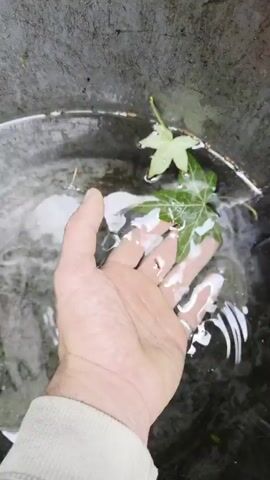 The video shows a close-up, overhead view of a person's hand submerged in shallow, clear water within a dark, textured container, possibly a tub or bucket. Two green leaves are floating on the surface of the water. One leaf, larger and more vibrant green, is positioned directly above the palm of the hand. The other, smaller and lighter green, floats near the edge of the container. The water is disturbed by ripples, suggesting movement or the recent addition of the hand. The person is wearing a light-colored, ribbed long-sleeved shirt. They are wearing at least two rings on their fingers. The overall scene is simple and focused on the interaction between the hand, the water, and the leaves. The lighting suggests it could be daytime, but no specific time of day is evident. The setting appears to be outdoors, given the natural elements of leaves and water, and the textured container, but no further location cues are present beyond the general context of West Vancouver, Canada. No text is visible in the video.
