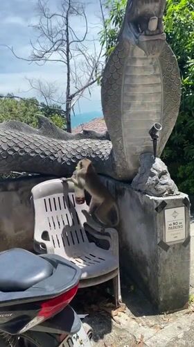 Monkey tries opening plastic bottle on dragon statue Thailand