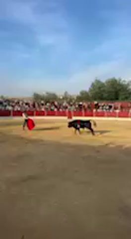 The video depicts an outdoor bullfighting event taking place in a bullring. A matador, dressed in a white shirt and dark trousers, is the central figure in the sandy arena. He is actively engaged with a black bull, using a vibrant red cape to direct its movements.

At the beginning of the video, the matador is seen standing, performing a pass as the bull charges. He then kneels down on the ground, skillfully maneuvering his cape to guide the charging bull past him in a close encounter. Following this, he stands back up and continues to interact with the bull.

The bullring itself features red and white barriers, with tiered seating visible in the background, where numerous spectators are gathered to watch the event. Beyond the bullring, trees and what appears to be a hilly landscape are discernible under a clear blue sky, indicating daytime and good weather conditions. No discernible text is visible within the frame. The event is set in San José del Valle, Spain.