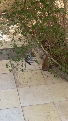 The video shows two cats under a tree on a tiled patio. A black, white, and grey cat is lying down on the left side of the frame. An orange cat is sitting on the right side of the frame, facing away from the camera. The tree has green leaves and branches. The ground is covered in light-colored tiles. The sun is shining, casting shadows on the ground.