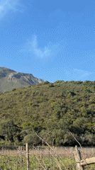 Dormant vines and mountain views in the Stellenbosch Winelands