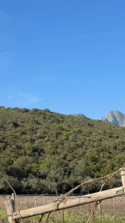 Dormant vines and mountain views in the Stellenbosch Winelands