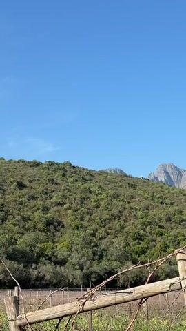 The video displays a panoramic view of a vineyard nestled against a lush green mountainside under a clear blue sky with wispy clouds. In the foreground, dry, bare grapevines on stakes are visible, some with weathered wooden posts and metal fastenings. Beyond the vines, vibrant green grass stretches across the vineyard. The middle ground is dominated by the dense foliage of trees and bushes covering the lower slopes of the mountain. In the distance, a building with a yellow facade and multiple towers, resembling a castle or estate, is perched on the mountainside amidst the greenery. The mountain itself is rugged and rocky, with patches of green vegetation. The camera pans slowly from left to right, revealing more of the landscape and the structure on the hill.