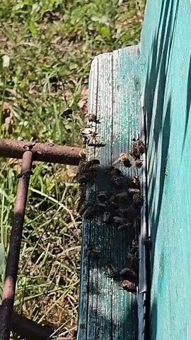 A close-up, slightly shaky, vertical video shows a cluster of bees on a weathered, green wooden surface, possibly a beehive. The bees are dark brown and yellow, with visible wings and legs. They are gathered closely together, some on top of each other, and appear to be moving and interacting. A rusty metal bar runs along the left side of the frame, and out-of-focus green grass and some dry leaves are visible in the background. The lighting suggests it is daytime, with shadows casting across the wooden surface. The video appears to be short, with no discernible dialogue or music.