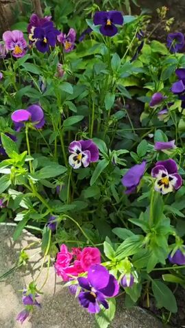 The video shows a vibrant collection of pansies blooming in a garden. The flowers display a variety of colors, including shades of purple, pink, white, and yellow. They are densely packed together amidst green foliage. The camera pans across the garden bed, revealing more of the colorful display, which is situated next to a concrete surface.