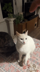 Buenos Aires residents document quiet evening with cats and photography