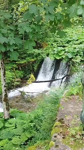 The video shows a view of a waterfall in a forest. The waterfall is surrounded by lush green foliage, including large leafy plants and trees. The water is cascading over rocks and creating a misty effect. A tree trunk is visible in the foreground, with moss growing on it. The overall scene is one of natural beauty and tranquility.