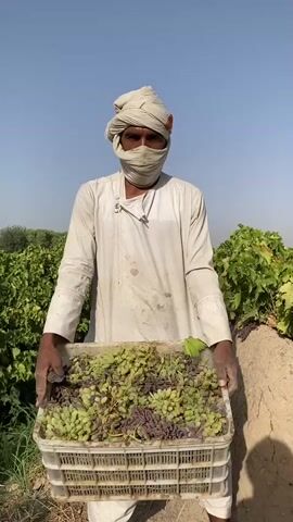 A man stands in an outdoor vineyard holding a large white plastic basket filled with grapes. He is wearing a light-colored robe and a headscarf that covers his hair and mouth, leaving only his eyes visible. The grapes in the basket are a mix of green and purple, and some appear to be overripe or damaged. The man is looking directly at the camera. In the background, there are rows of grapevines and a clear blue sky. The ground is dry and dusty.