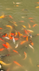 Koi pond with turtles, rocky edge, Progress Russia