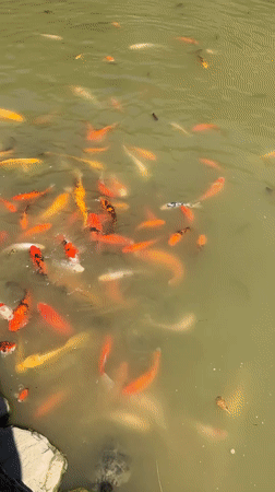 Koi pond with turtles, rocky edge, Progress Russia