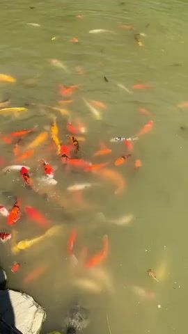 The video shows a pond filled with numerous koi fish in various shades of orange, white, and yellow. There are also a few turtles swimming amongst the fish. The pond has a rocky edge, and a stone pathway runs alongside it. In the foreground, two children are standing by the pond, appearing to feed the fish. One child holds a small container in their hands. The water is somewhat murky. The overall setting seems to be an outdoor environment, possibly a park or a garden.
