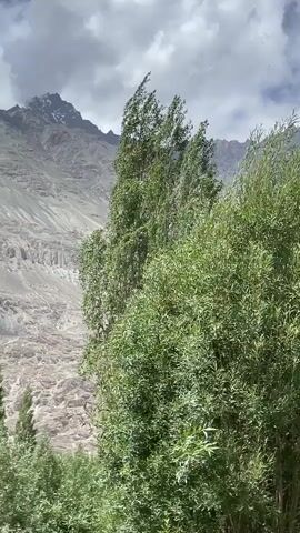 The video shows a close-up view of lush green trees swaying in the wind. In the background, a vast, arid mountain landscape is visible under a cloudy sky. The mountains appear rocky and barren, with visible geological formations. The contrast between the vibrant green trees and the desolate mountains creates a striking visual. The camera appears to be positioned slightly above the trees, looking towards the mountains. There are no people or animals visible in the video. The overall impression is one of natural beauty and the dynamic forces of nature, with the wind evident in the movement of the trees.