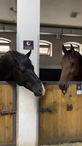 Two horses are in adjacent stalls in a stable. The horse on the left is dark brown or black and is looking directly at the camera. The horse on the right is a bay and is looking towards the horse on the left. The stalls are made of wood with metal latches. There is a white pillar between the two horses. A sign with a red circle and a diagonal line through it, indicating prohibition, is attached to the pillar. The background shows part of the stable structure with windows.